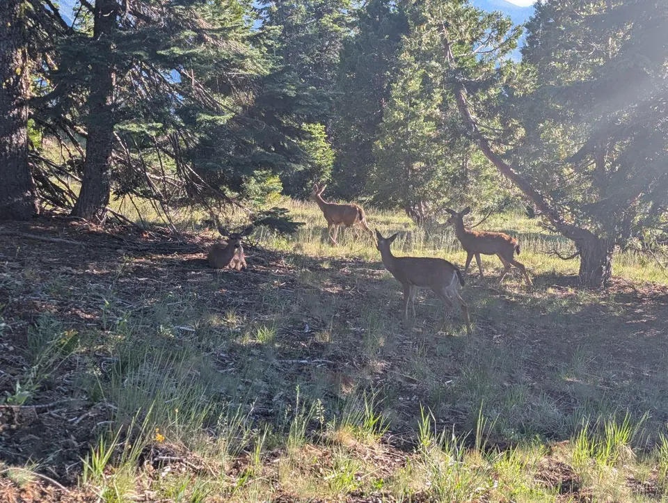 Groupe de cervidés à l'ombre des arbres