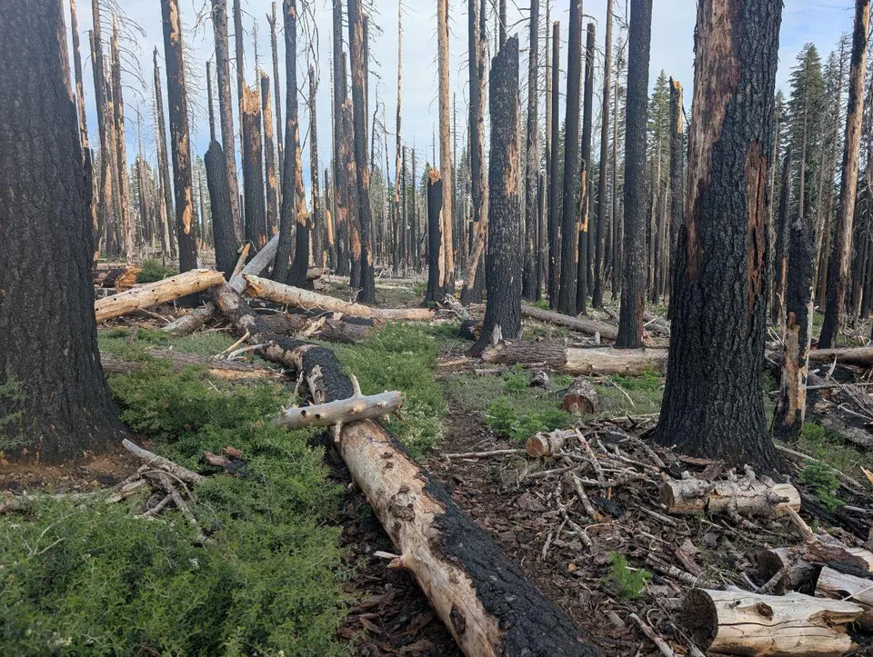 Sentier encombré de troncs dans une forêt brûlée